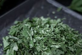Plantes médicinales : 75% des Canadiens les utilisent