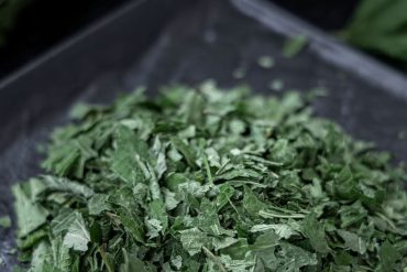 Plantes médicinales : 75% des Canadiens les utilisent